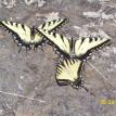 Butterfly  party