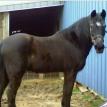Bond's Black Baby (registered Tennessee Walking Horse) - NINJA