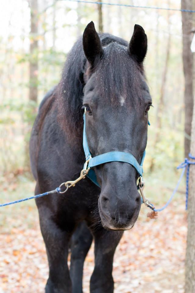 Stroker is a 16Hand, 2,000#, 1999 Model, Registered Canadian Bred Percheron